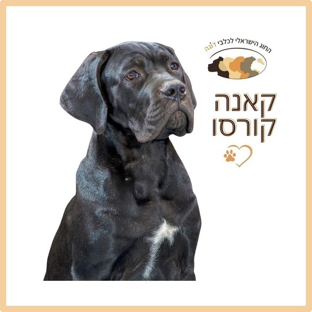 קאנה קורסו