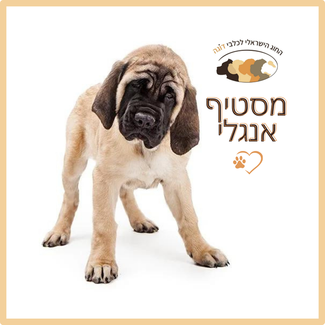 מסטיף אנגלי