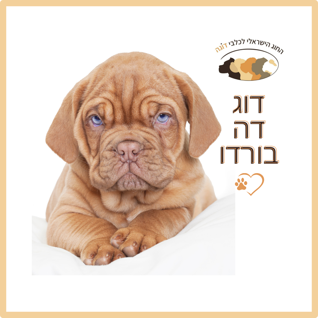 דוג דה בורדו