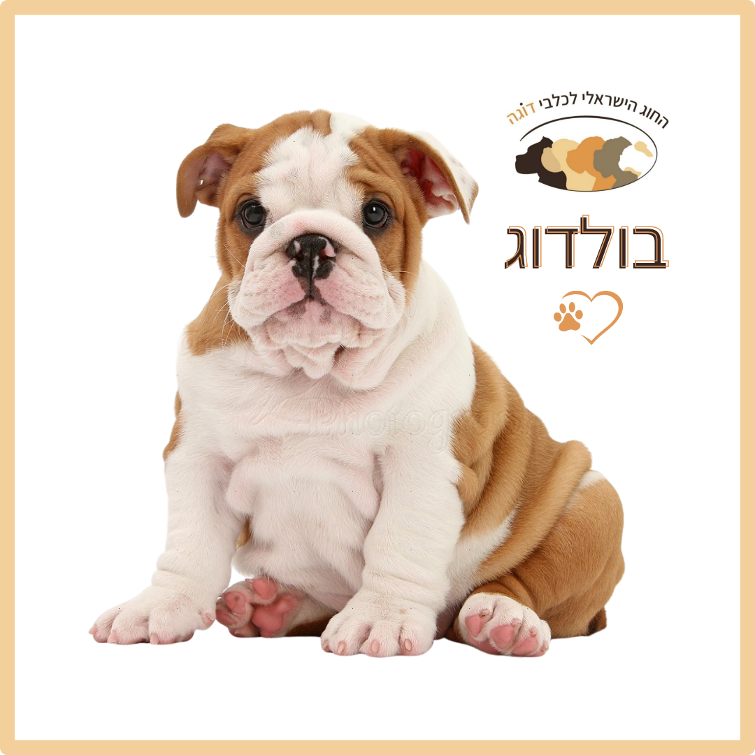 בולדוג אנגלי