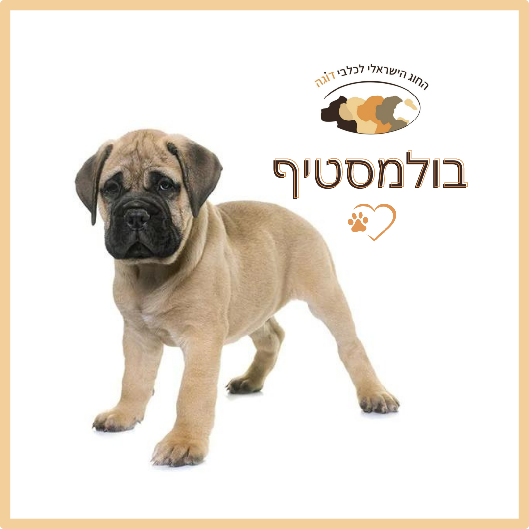 בול מסטיף