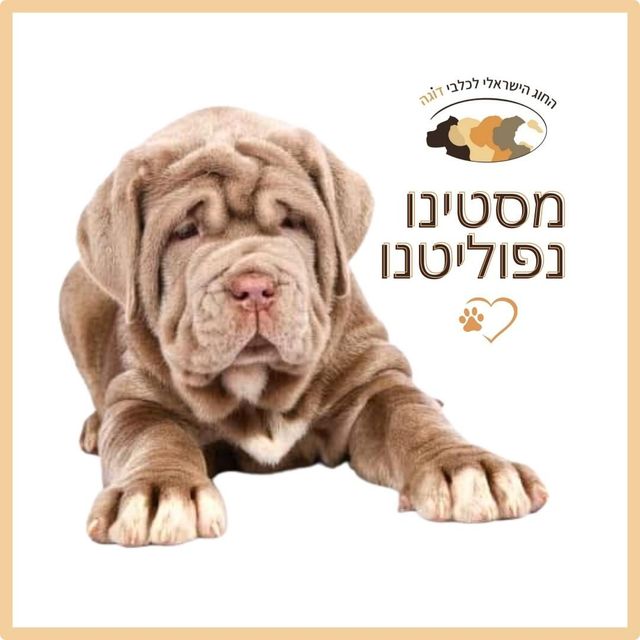 מסטינו