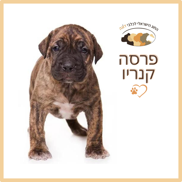 פרסה קנריו