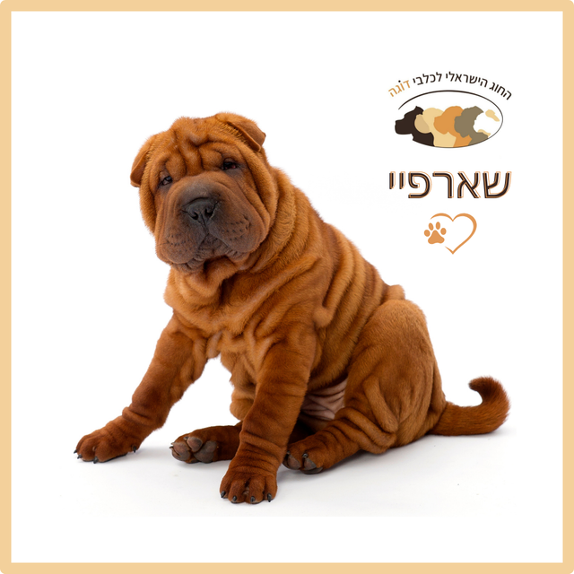 שאר-פיי