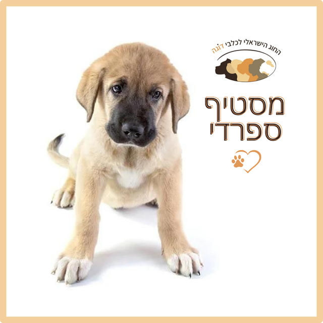 מסטיף ספרדי